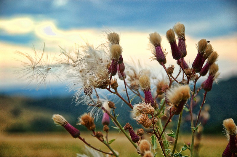 Thistle